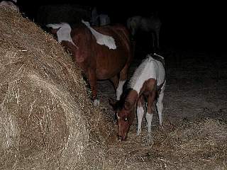 P7230643.jpg