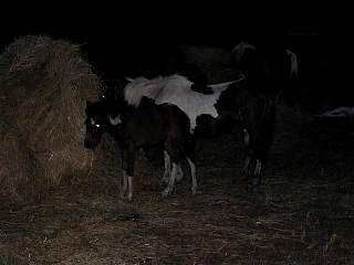 P7230645.jpg