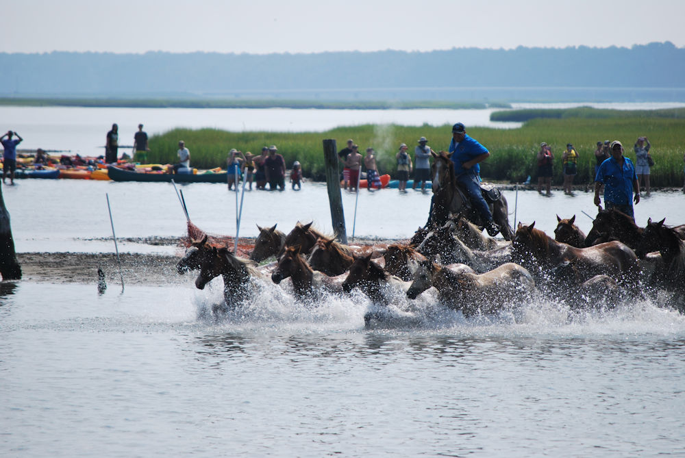 Last year's Pony Swim