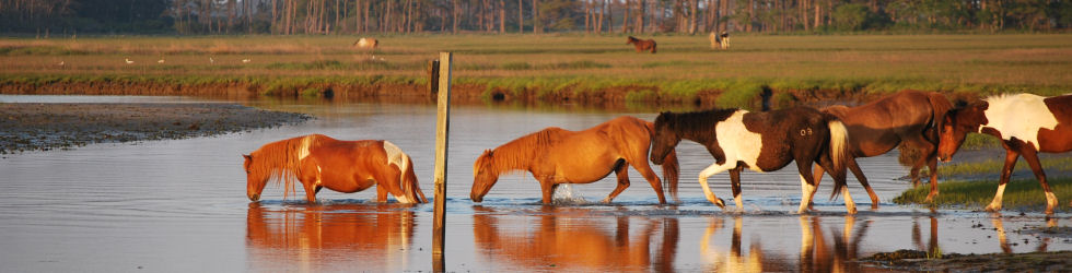 ponies-9