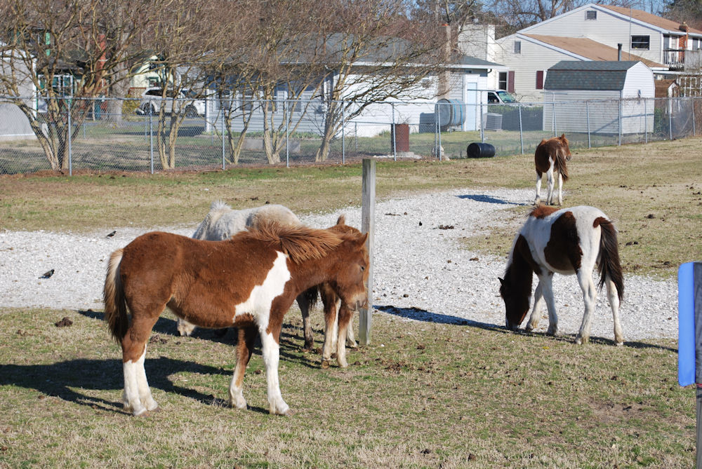 2016 Buyback Ponies at the Carnival Grounds