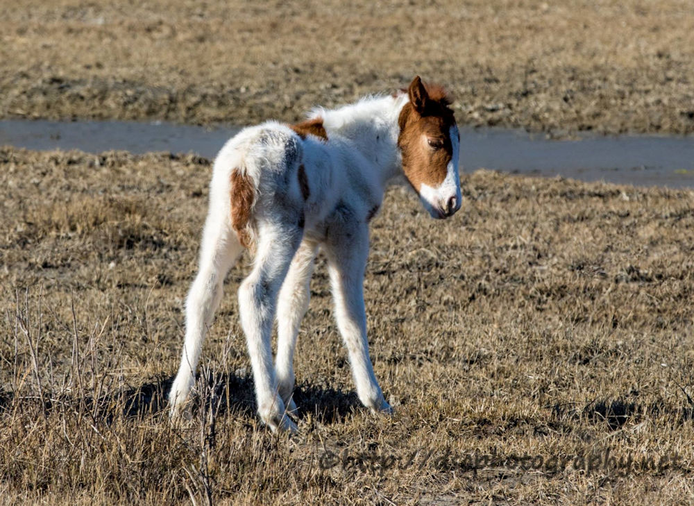 First foal of 2017