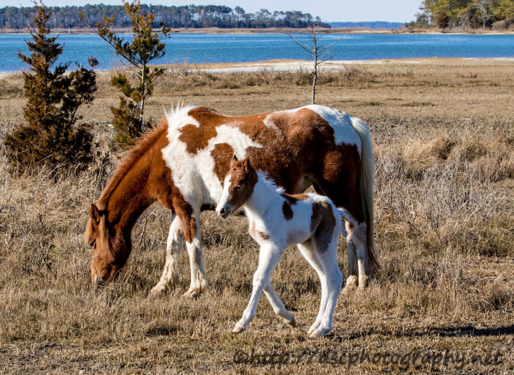 First foal of 2017