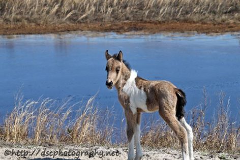 Foal #2