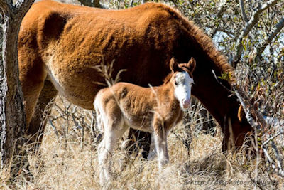 foal_1