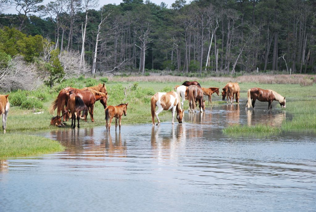 Chincoteague Ponies