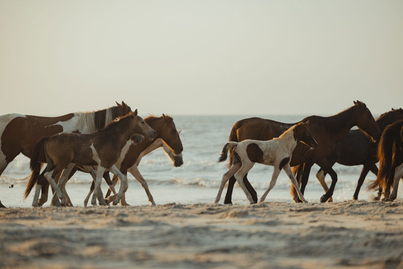 Pony Swim Beach walk 