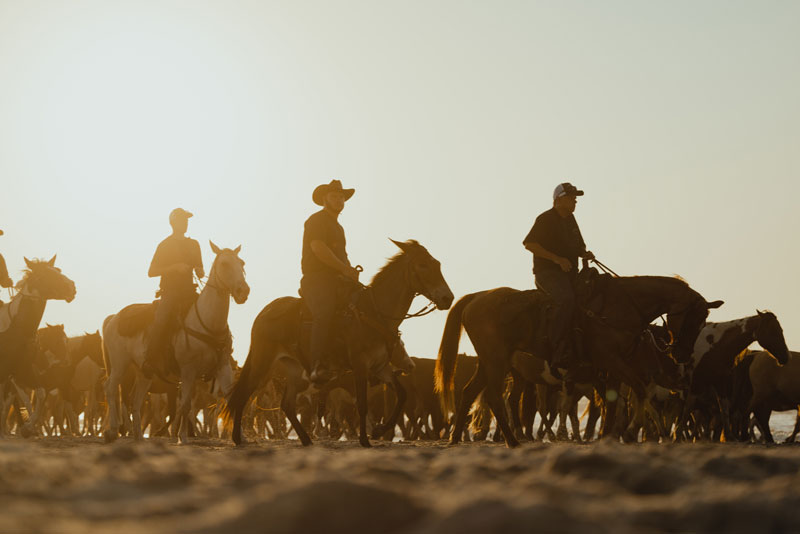 Chincoteague Pony Swim Saltwater Cowboys