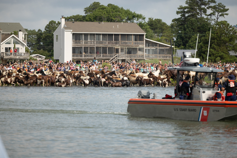 chincoteague pony swim 2022