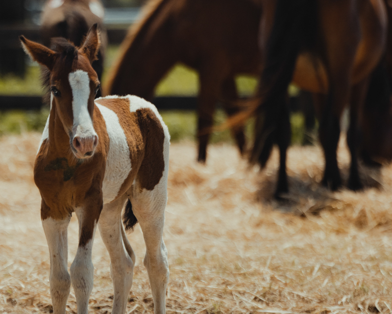 chincoteague wild pony at the corral