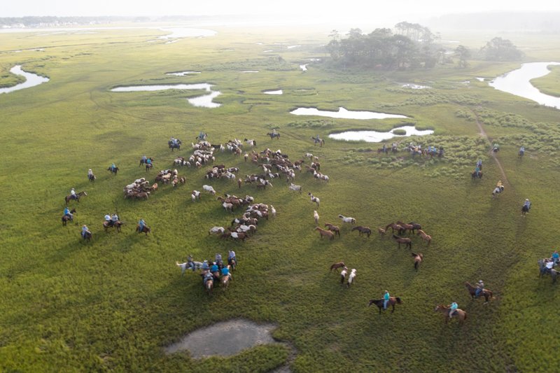 chincoteague ponies drone shot