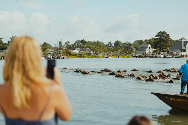 pony swim water view