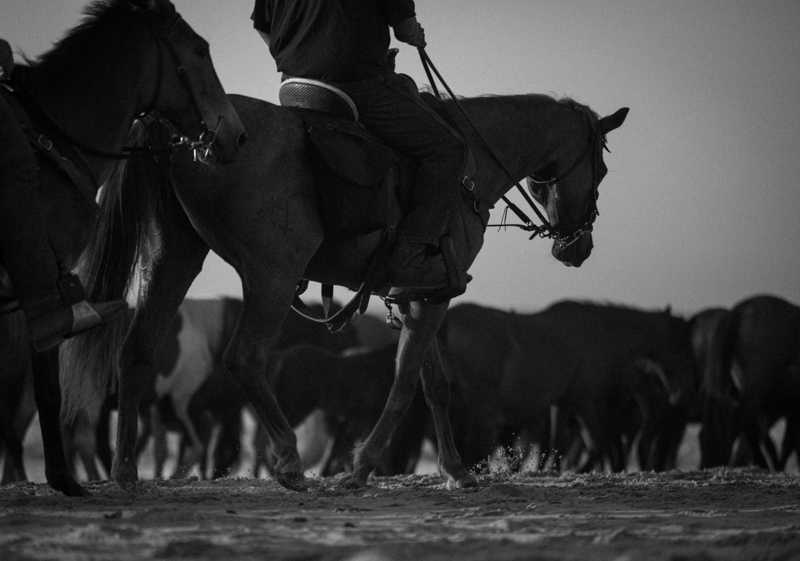 chincoteague salt water cowboys