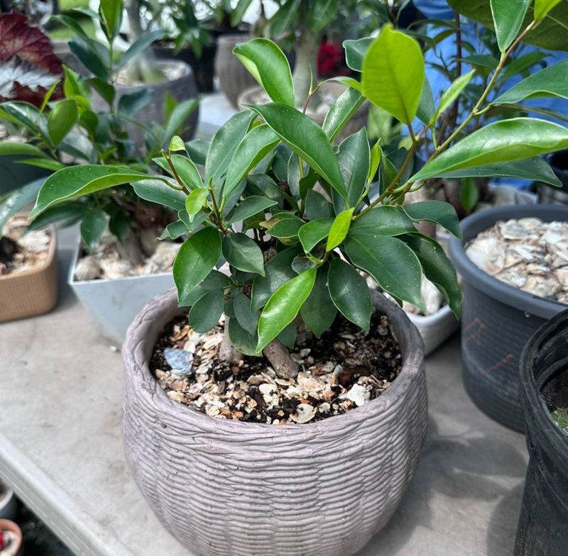 potted plant at farmers market