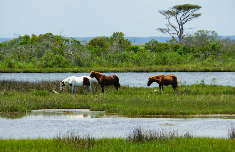 ponies on assateague island