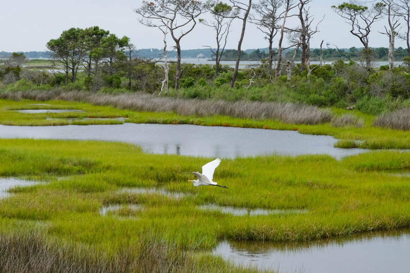 bird watching while kayaking in Chincoteague