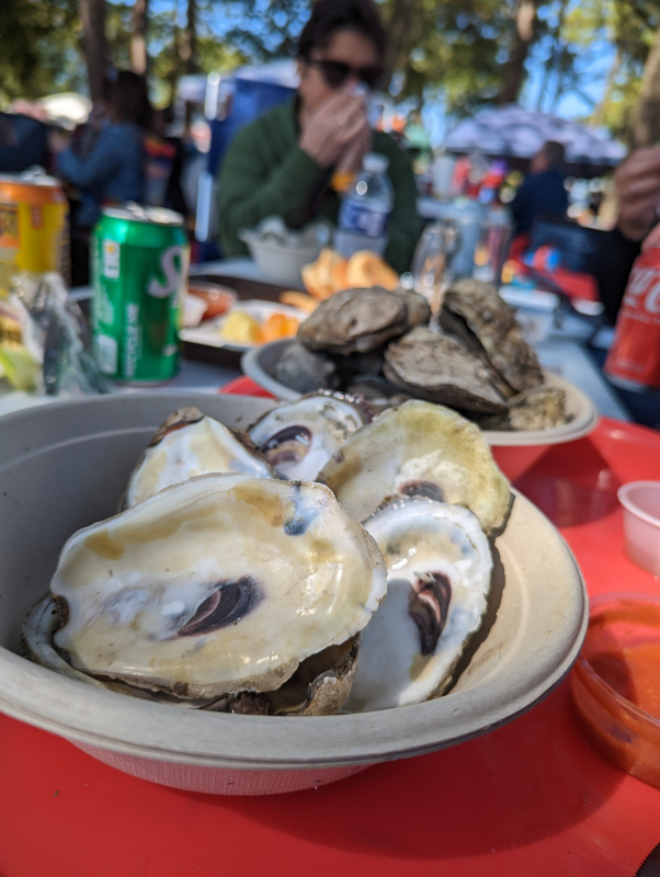 oysters chincoteague