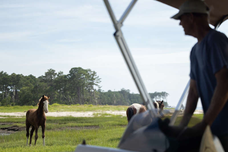 wild ponies