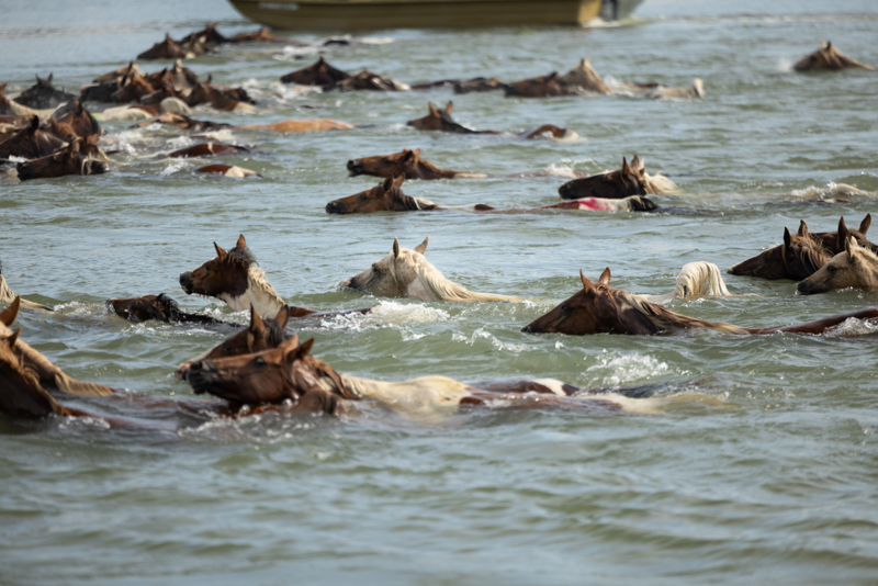 pony swim