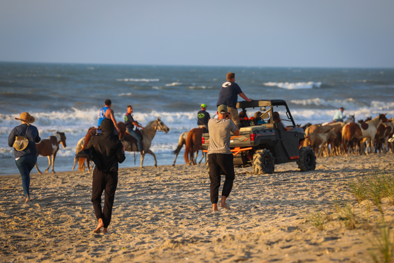 beach walk with the wild ponies