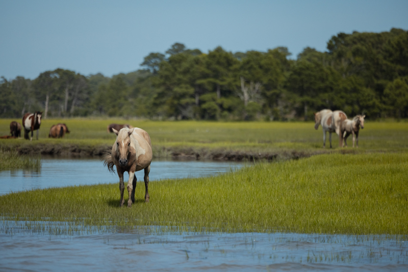 chincoteague assateague horses
