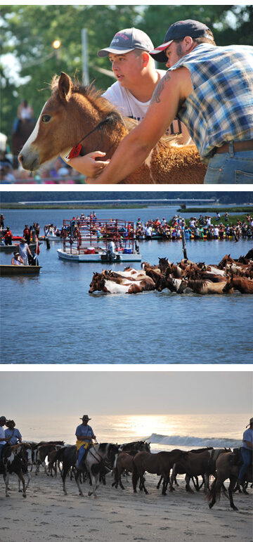 Pony swim