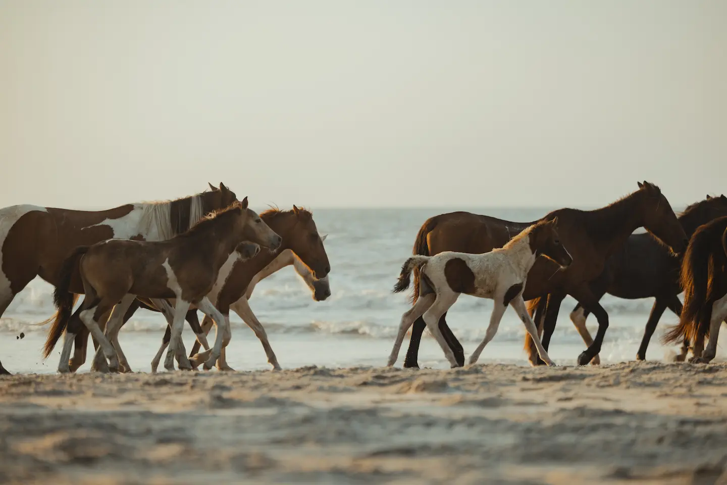pony swim