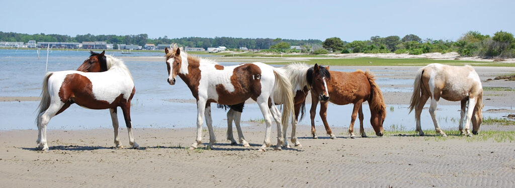 Modern-Day Pony Penning