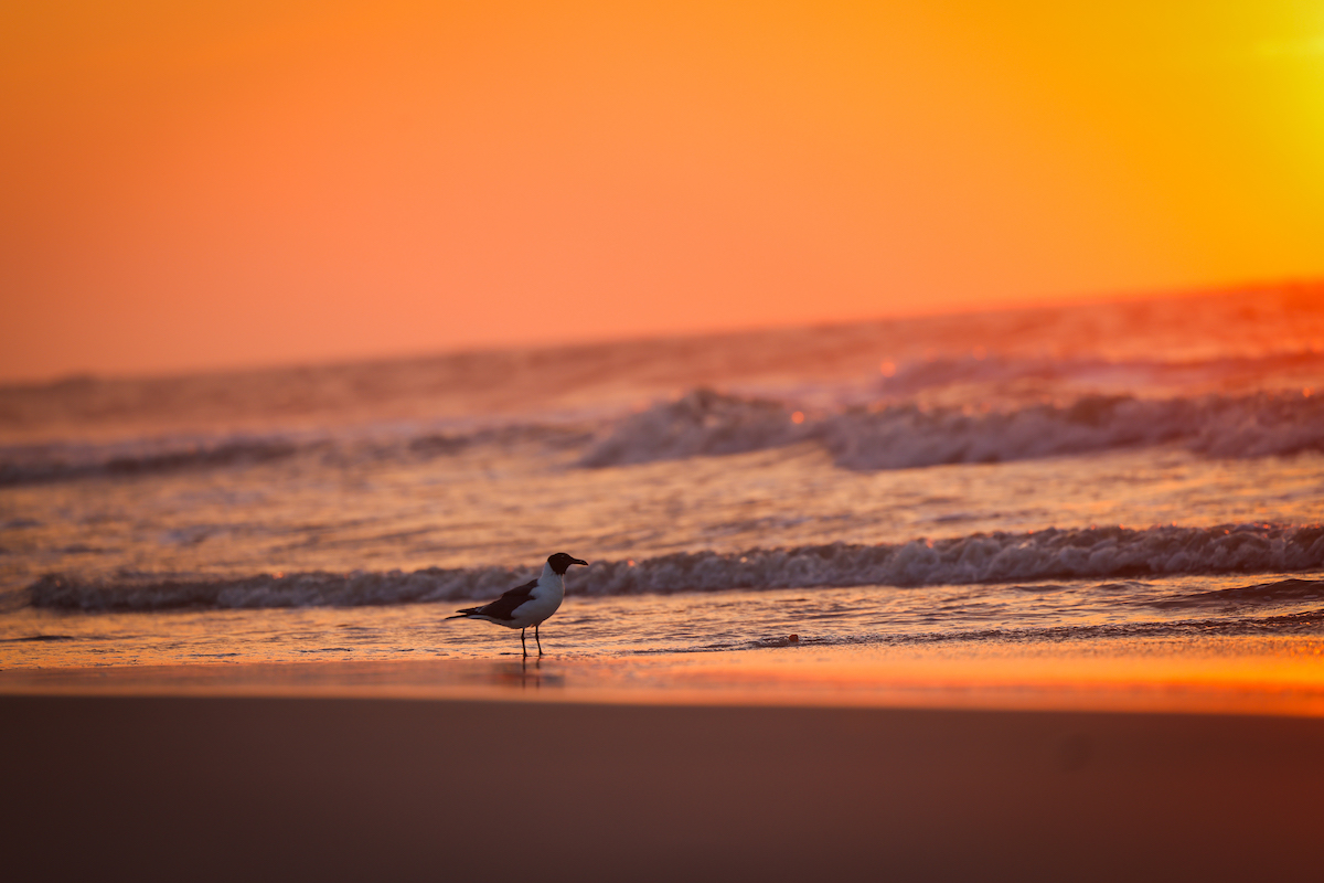 Assateague Beach