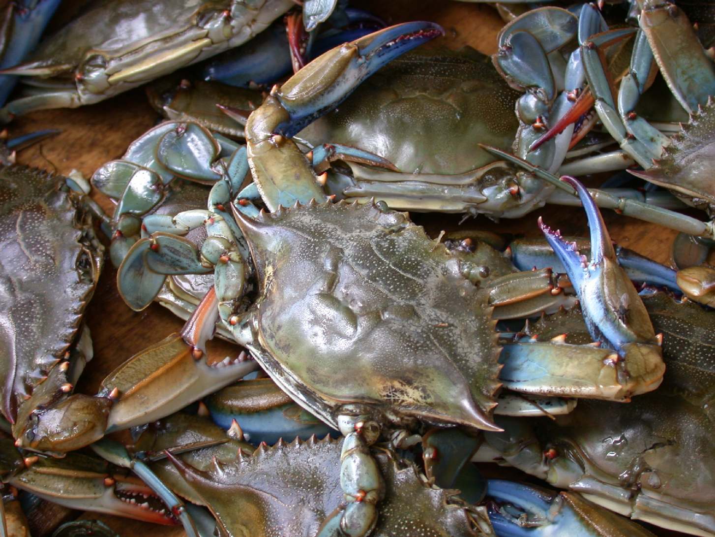 Gary Howard's Seafood, Carryout, Chincoteague Island, VA