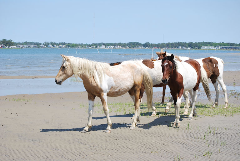 Wild Pony Viewing