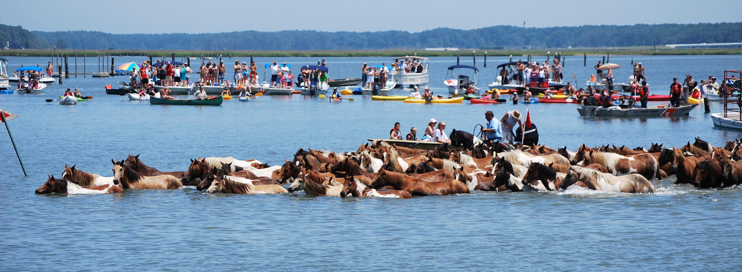 Chincoteague Island Pony Swim Shuttle
