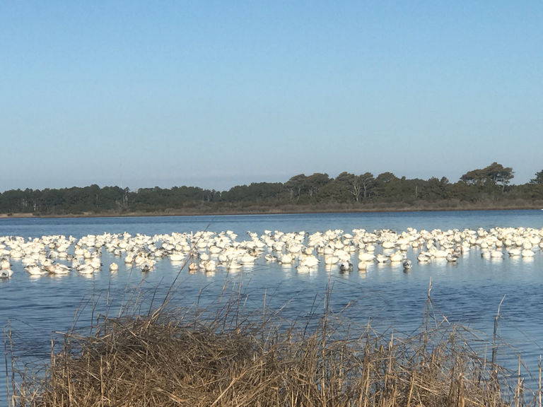 Birding and Wildlife Viewing