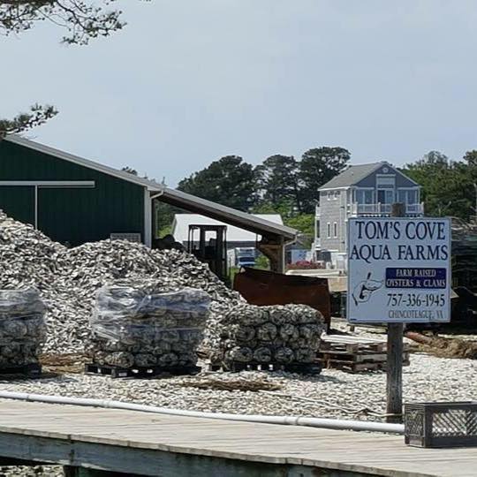 Tom's Cove Aquafarms, Carryout, Chincoteague Island, VA