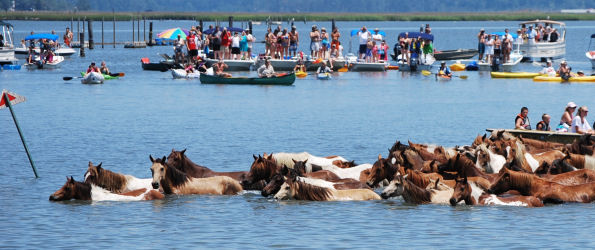 pony swim
