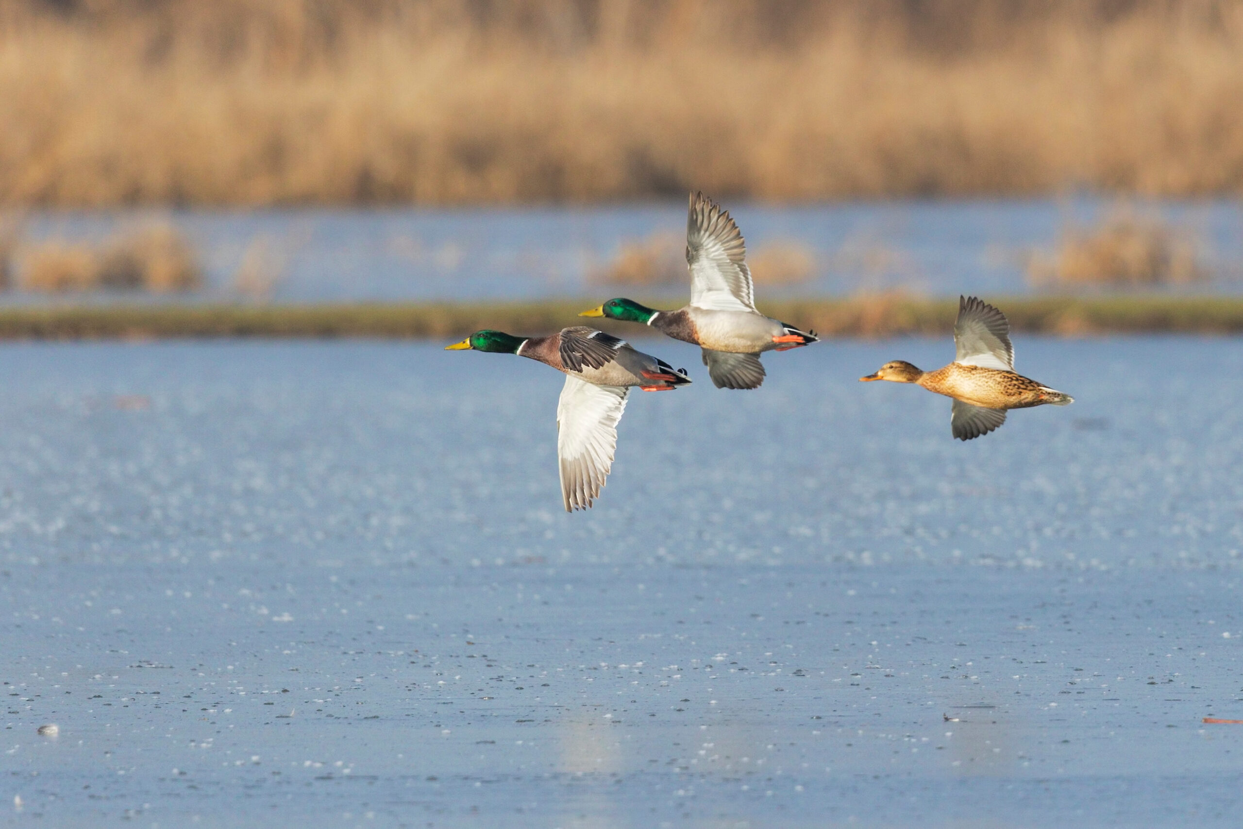 Andy's Guide Service, Waterfowl Hunting, Chincoteague Island, VA