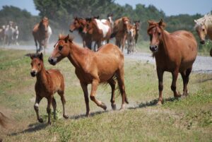 Chincoteague ponies