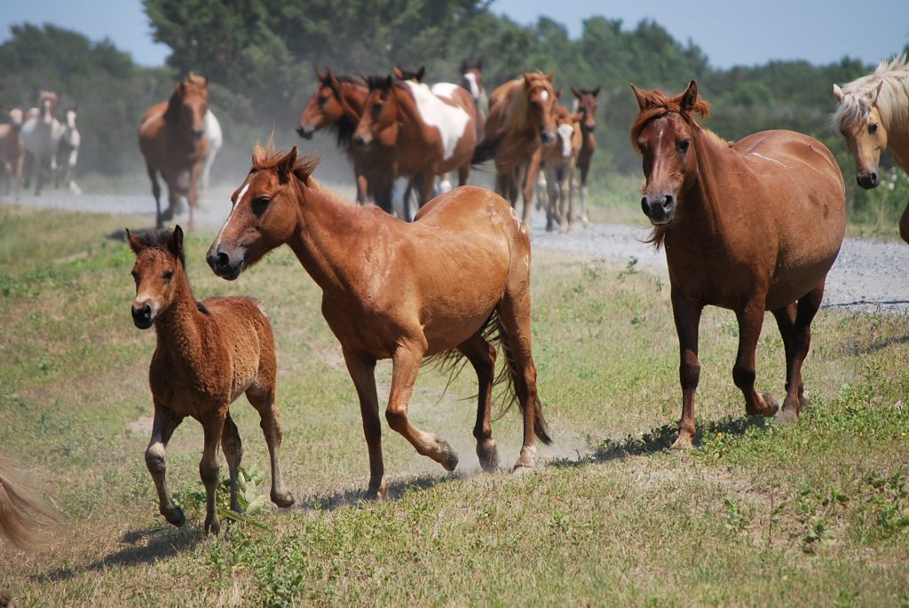 Chincoteague ponies