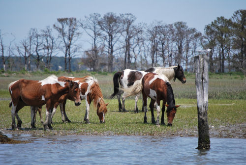 Daisey's Dockside Nature Cruises