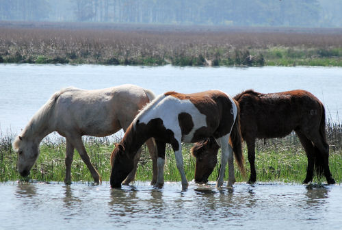 Daisey's Dockside Nature Cruises