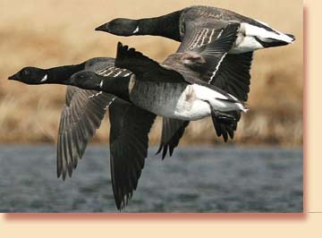 Chincoteague Hunting Center