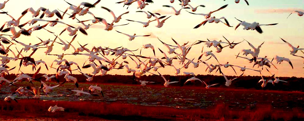 Chincoteague Hunting Center
