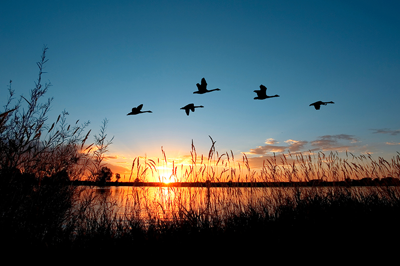 Waterfowl Weekend